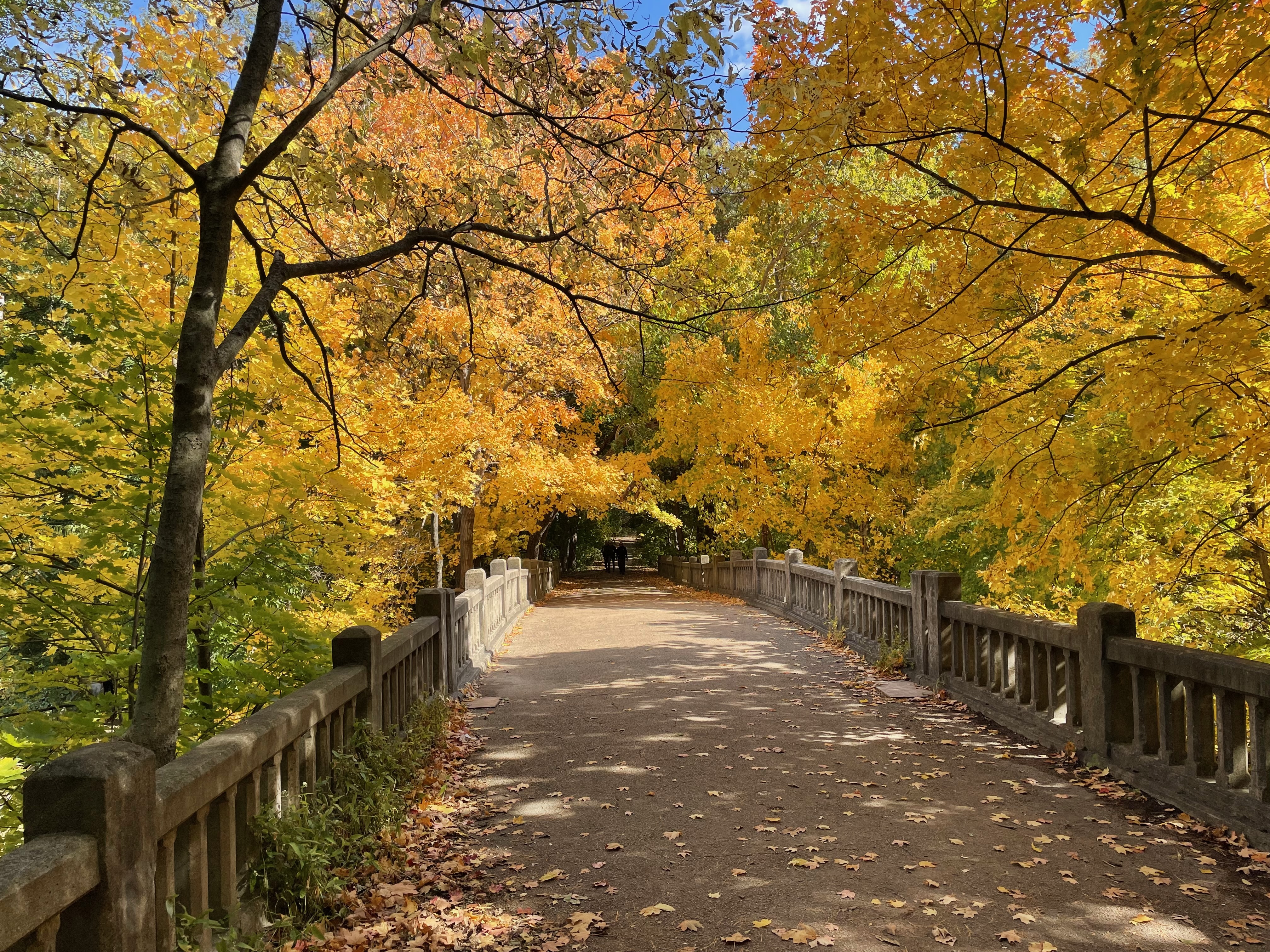 fall-colors